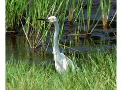 Wallpapers Animals Aigrette