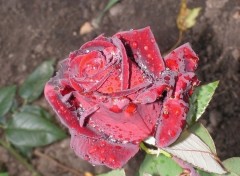 Fonds d'cran Nature rose aptre la pluie