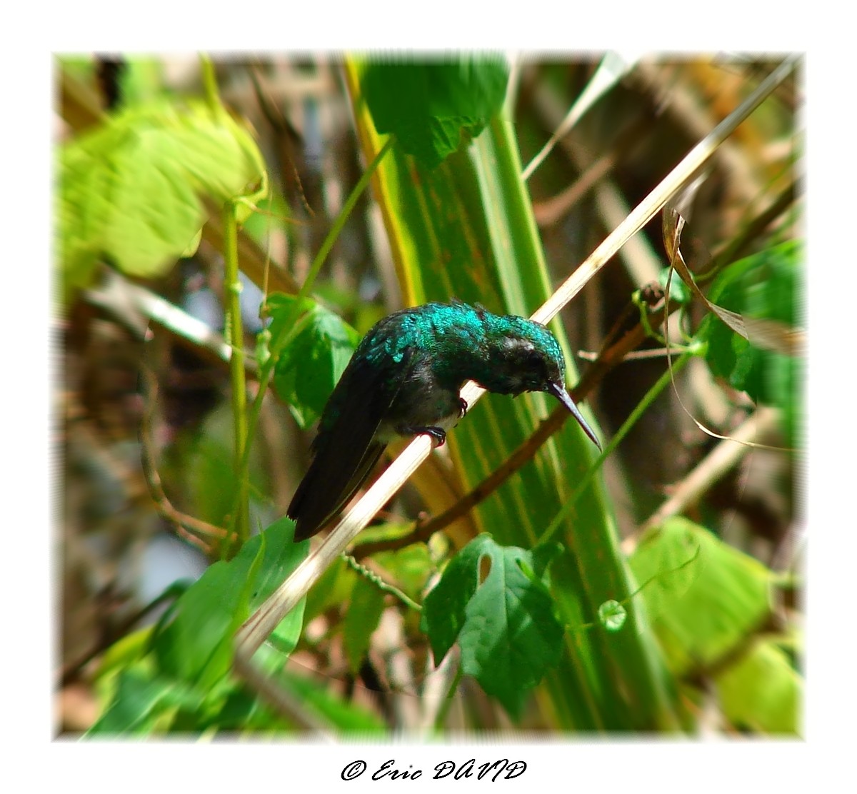 Wallpapers Animals Birds - Hummingbirds Colibri