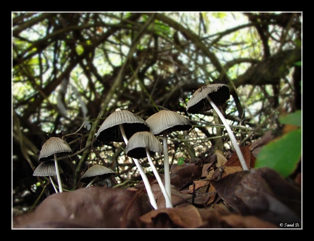 Wallpapers Nature Mushrooms The World Of Gulliver