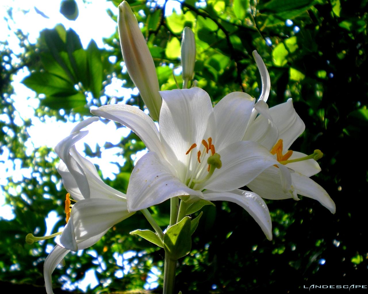 Wallpapers Nature Flowers flowers White