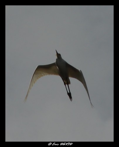 Wallpapers Animals Birds - Egrets Vol d'aigrette