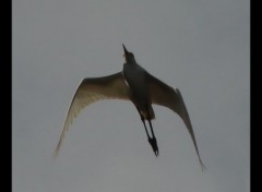 Fonds d'cran Animaux Vol d'aigrette