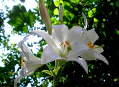 Wallpapers Nature flowers White