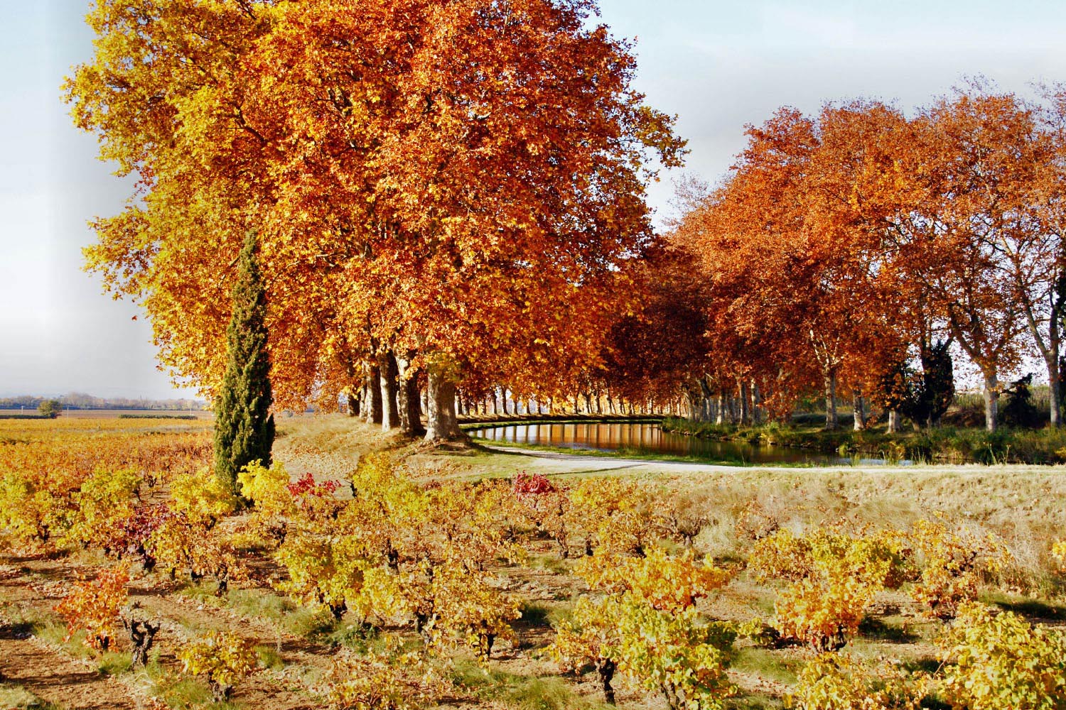 Wallpapers Nature Water - Reflection Canal du Midi