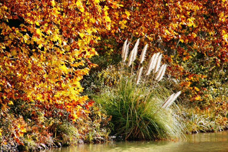 Wallpapers Nature Leaves - Foliage Canal du Midi