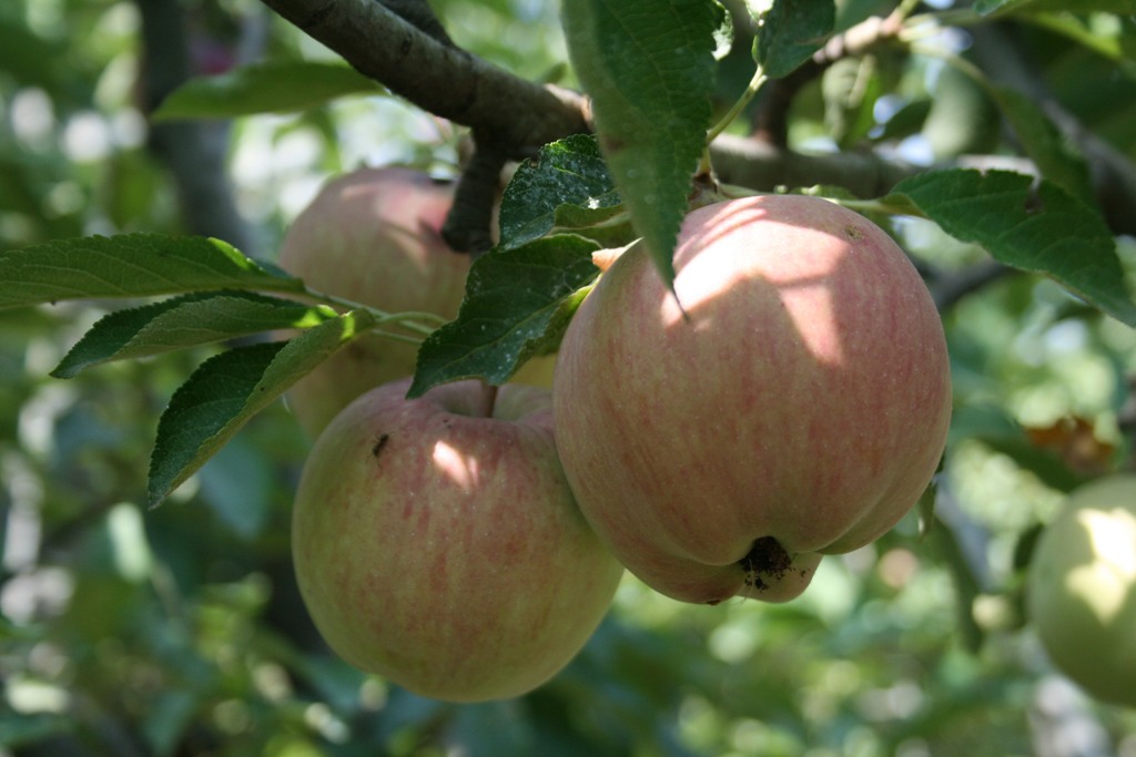 Fonds d'cran Nature Fruits APPLE