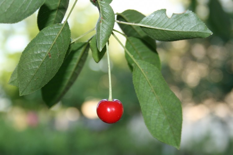 Fonds d'cran Nature Fruits CHERRY