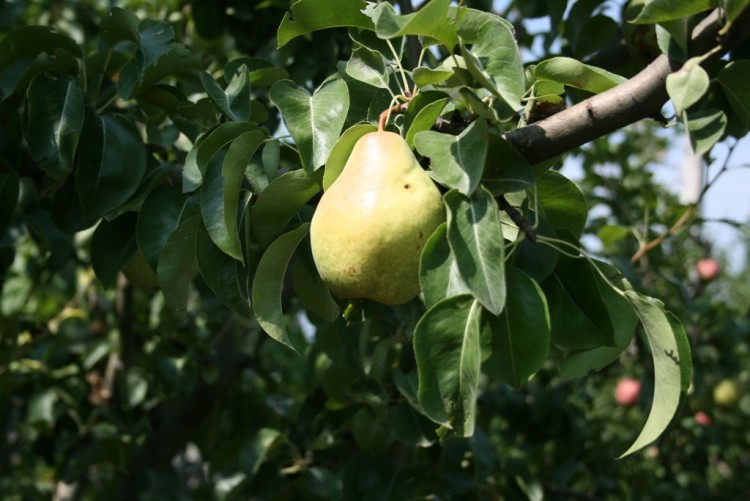 Fonds d'cran Nature Fruits Propipette