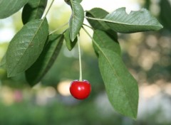 Fonds d'cran Nature CHERRY