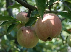 Fonds d'cran Nature APPLE