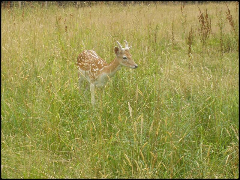 Wallpapers Animals Cervids Petite biche...