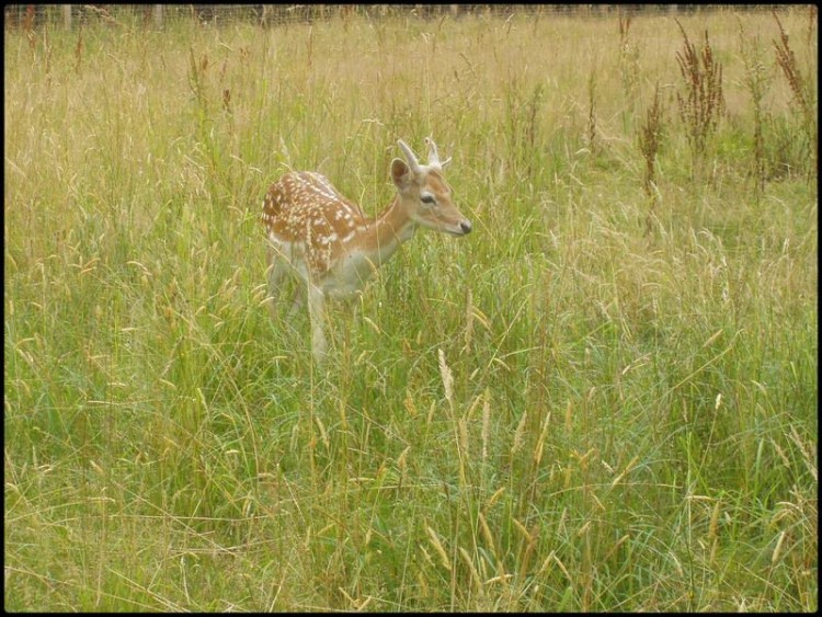 Wallpapers Animals Cervids Petite biche...