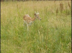 Fonds d'cran Animaux Petite biche...