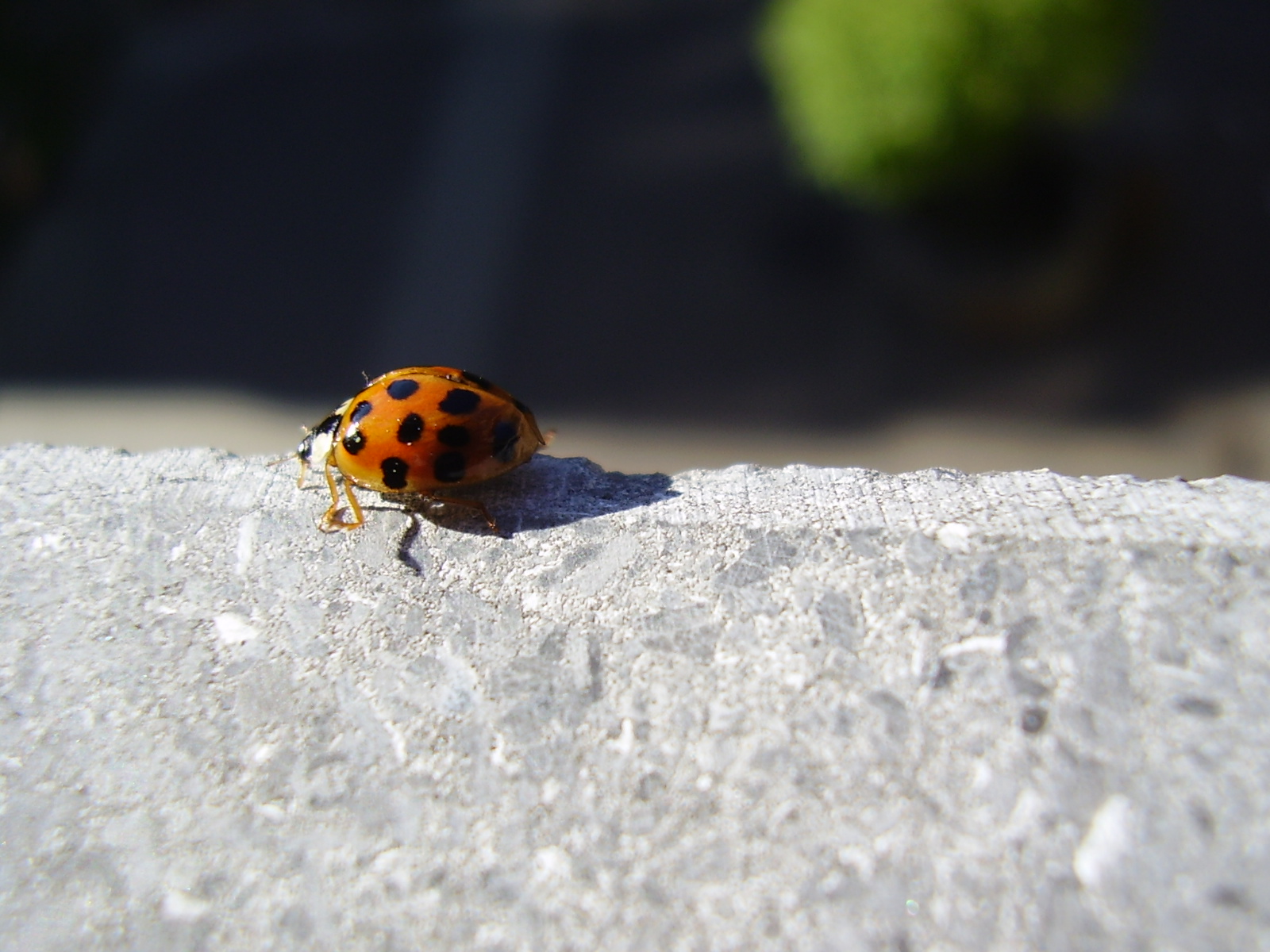 Fonds d'cran Animaux Insectes - Coccinelles Coccinelle