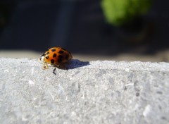 Fonds d'cran Animaux Coccinelle