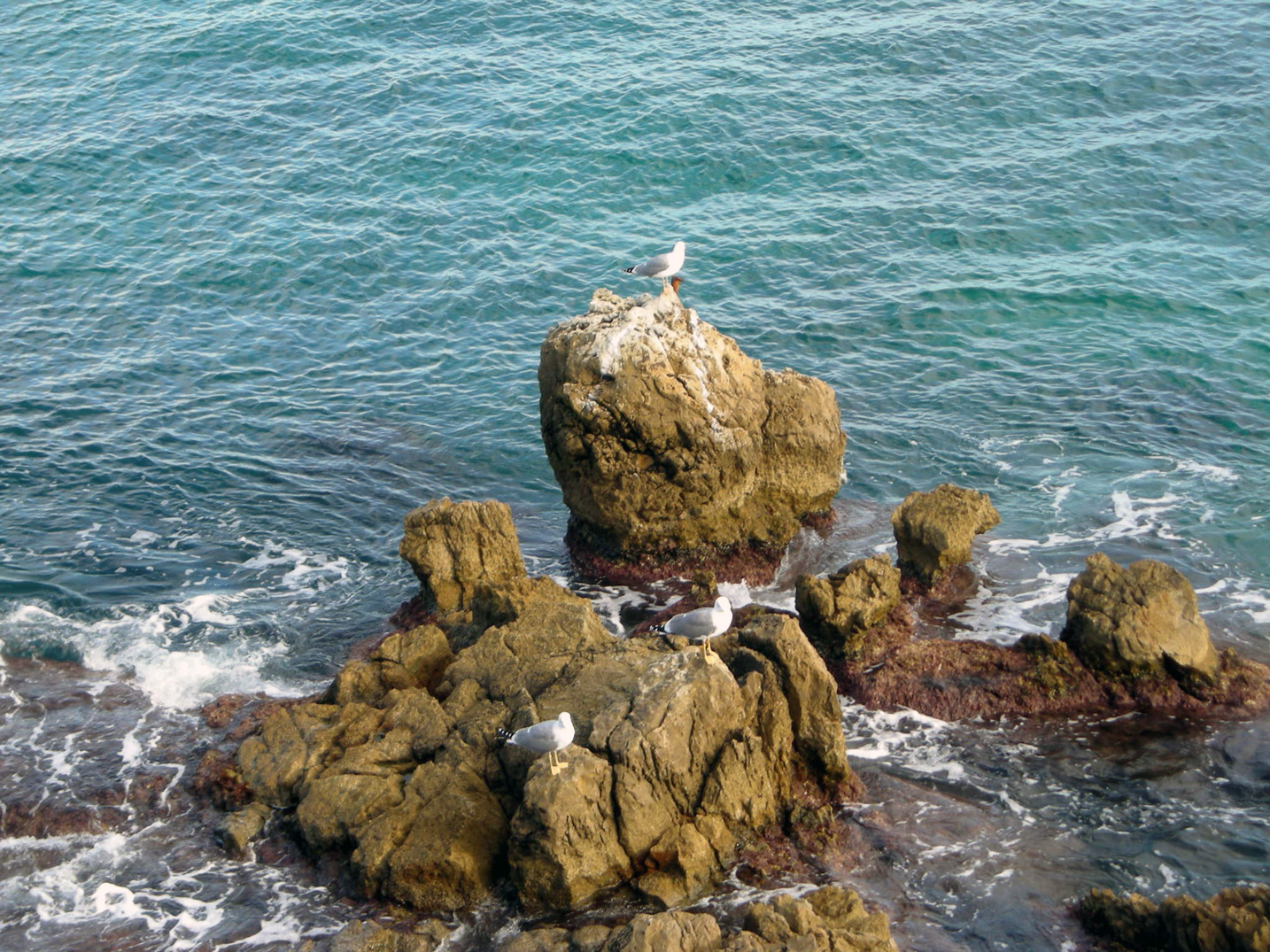 Wallpapers Animals Birds - Gulls 