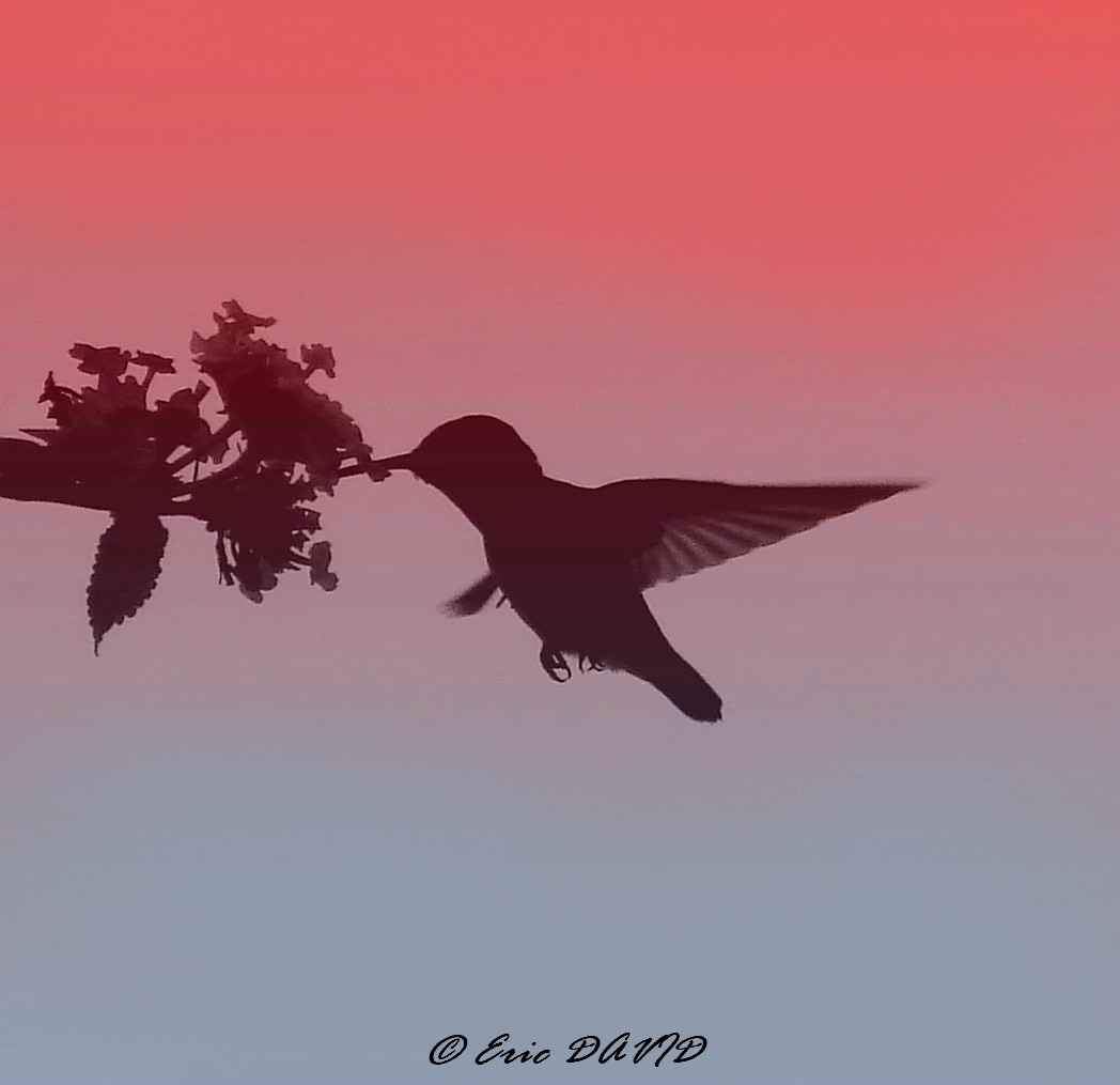 Wallpapers Animals Birds - Hummingbirds Silhouette de colibri