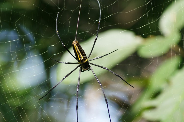 Fonds d'cran Animaux Araignes Macula