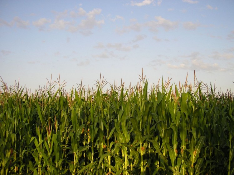 Fonds d'cran Nature Champs - Prairies Champs de mas