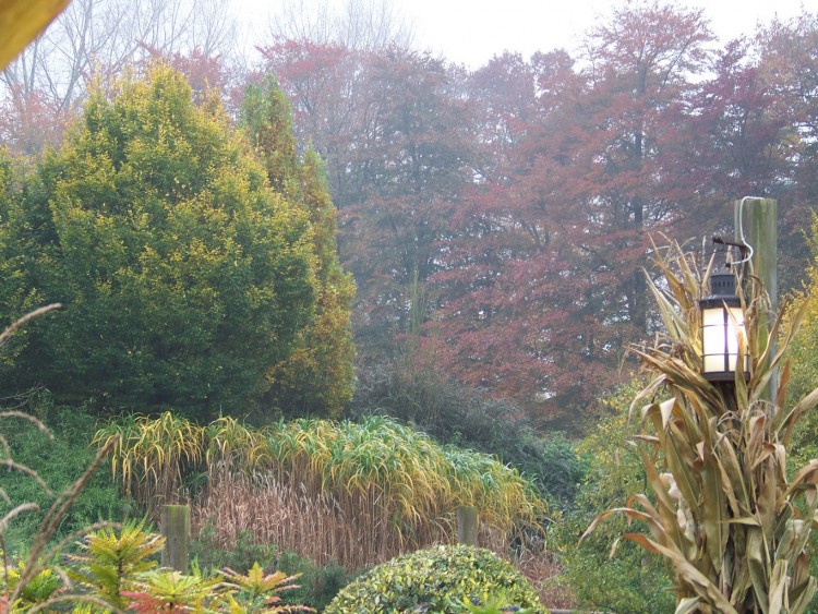 Fonds d'cran Nature Saisons - Automne Abres et roseaux