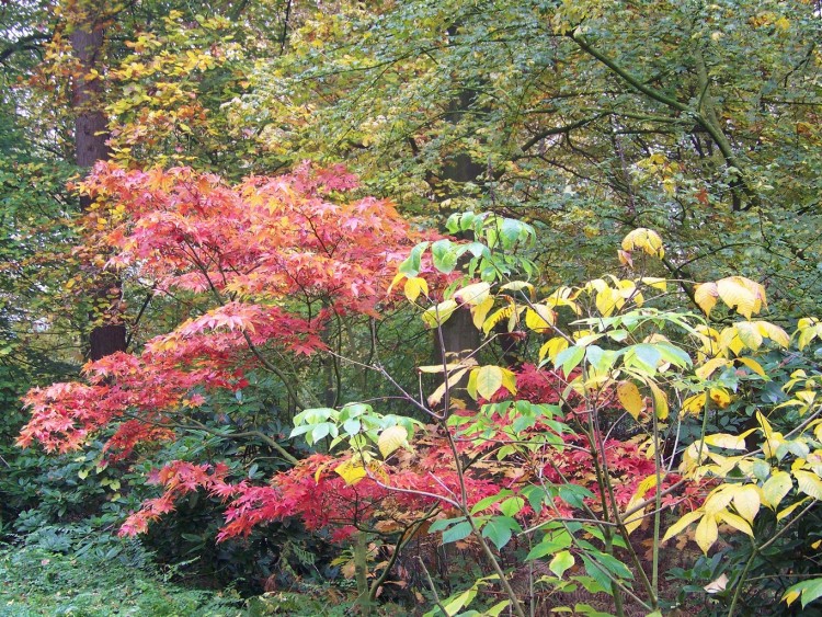 Fonds d'cran Nature Feuilles - Feuillages Couleur d'autonne