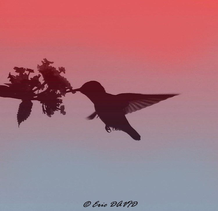 Fonds d'cran Animaux Oiseaux - Colibris Silhouette de colibri