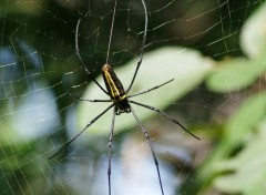 Fonds d'cran Animaux Macula