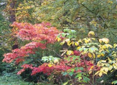 Fonds d'cran Nature Couleur d'autonne