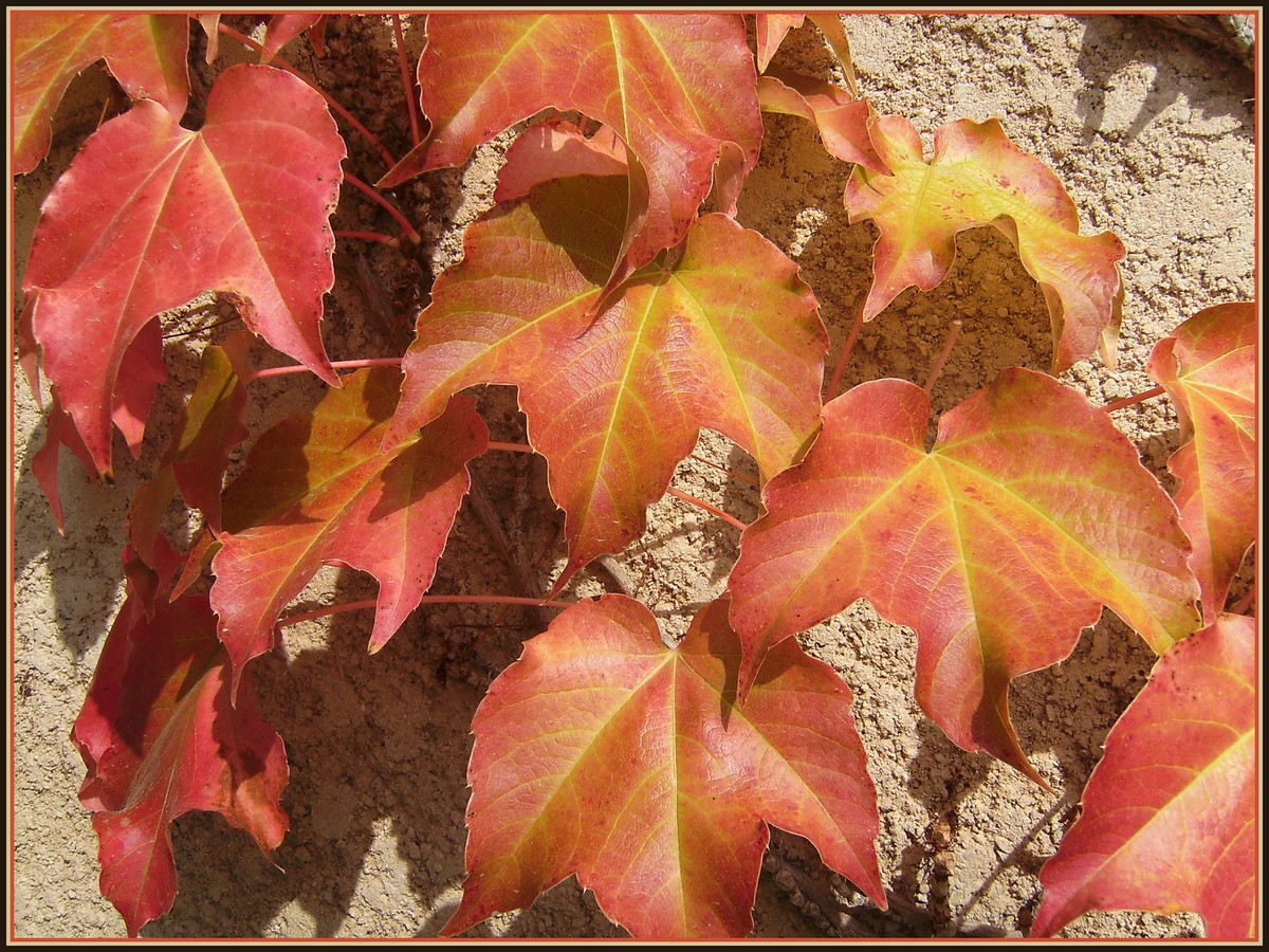 Wallpapers Nature Seasons - Fall Couleurs de l'automne