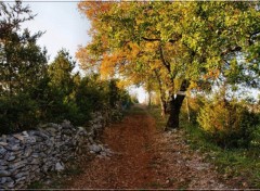 Fonds d'cran Nature Couleurs automnales