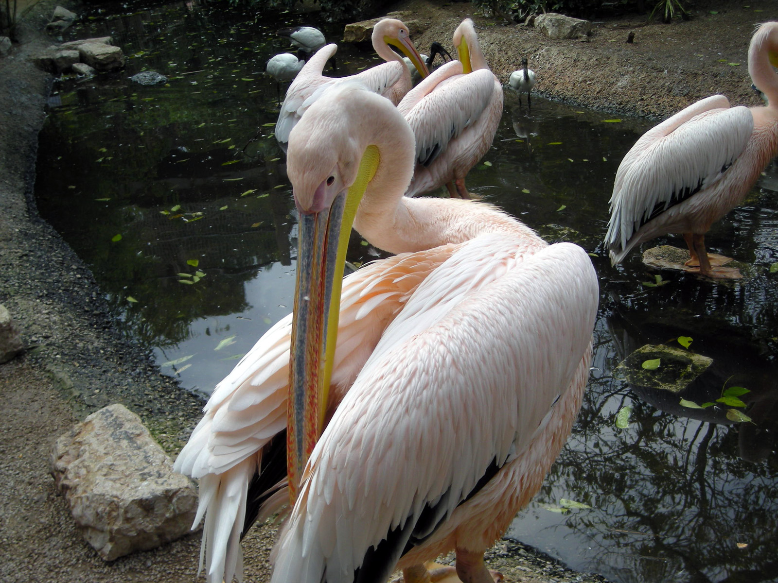 Wallpapers Animals Birds - Pelicans 