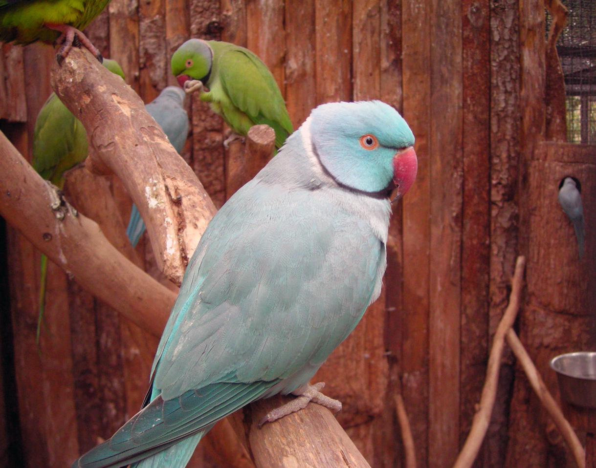 Fonds d'cran Animaux Oiseaux - Perruches 