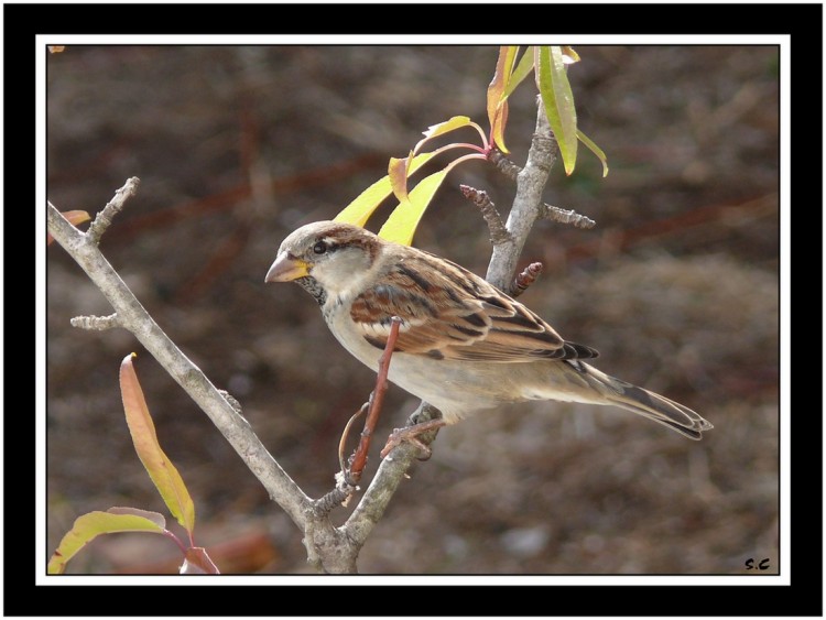 Wallpapers Animals Birds - Sparrows MOINEAU