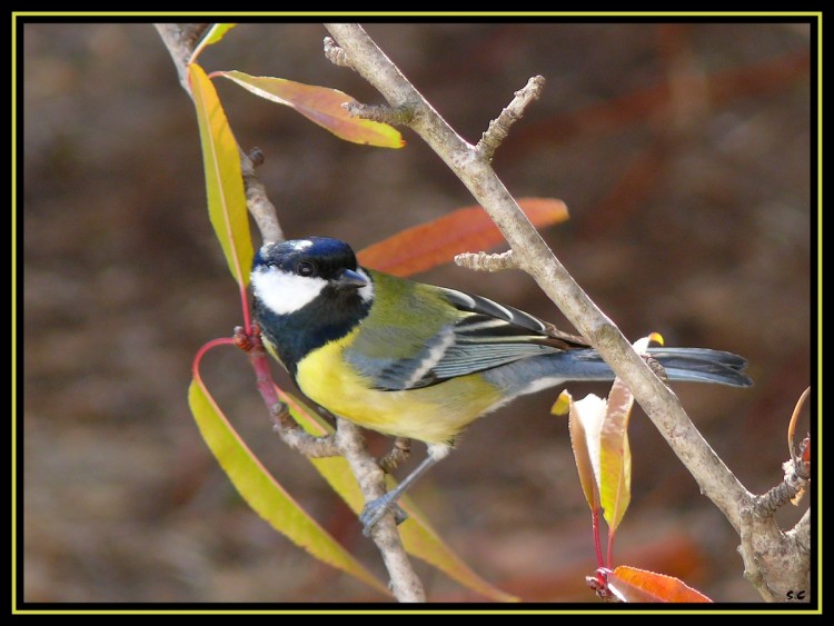 Wallpapers Animals Birds - Chickadees MESANGE CHARBONNIERE