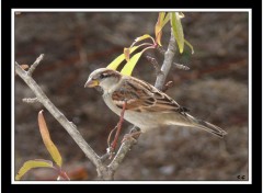 Fonds d'cran Animaux MOINEAU