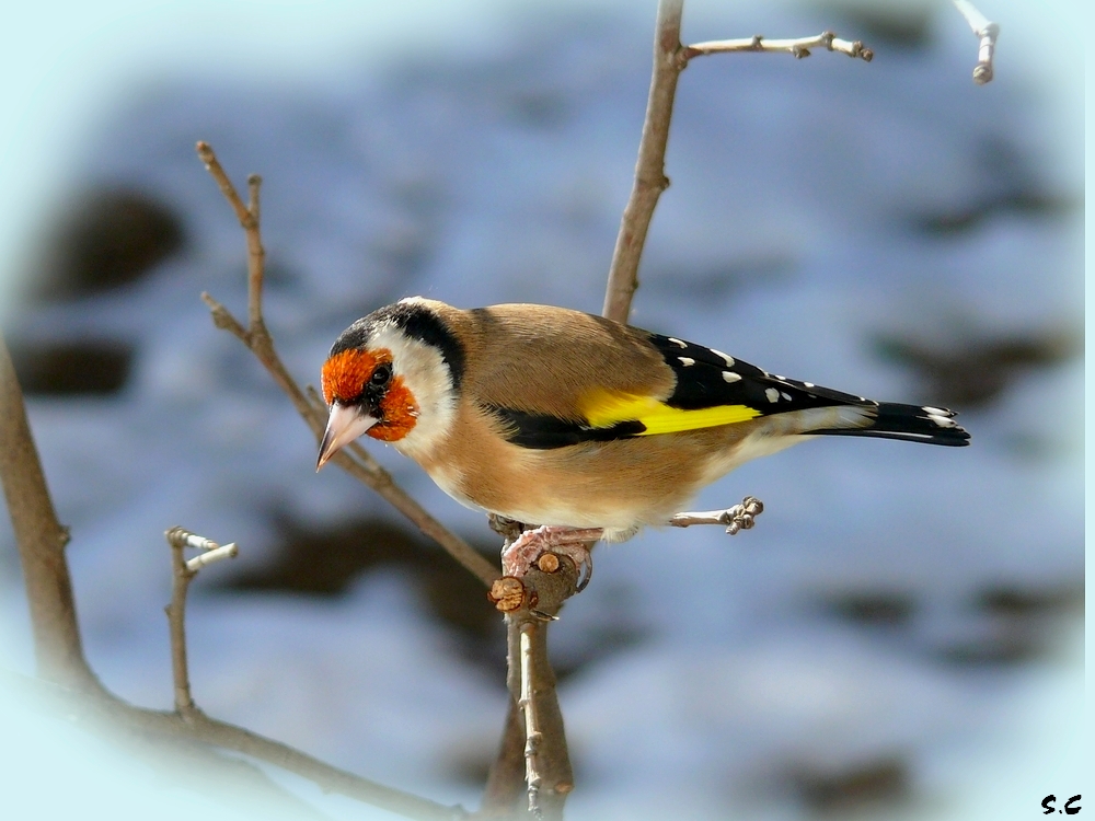 Fonds d'cran Animaux Oiseaux - Chardonnerets CHARDONNERET