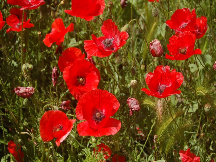 Fonds d'cran Nature Fleurs champs de coquelicots