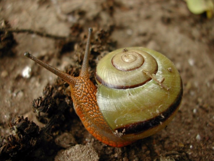 Fonds d'cran Animaux Escargots - Limaces Cercle plein