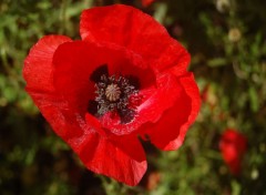 Fonds d'cran Nature coquelicot