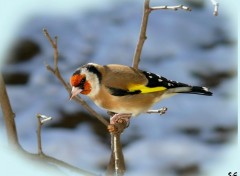 Fonds d'cran Animaux CHARDONNERET