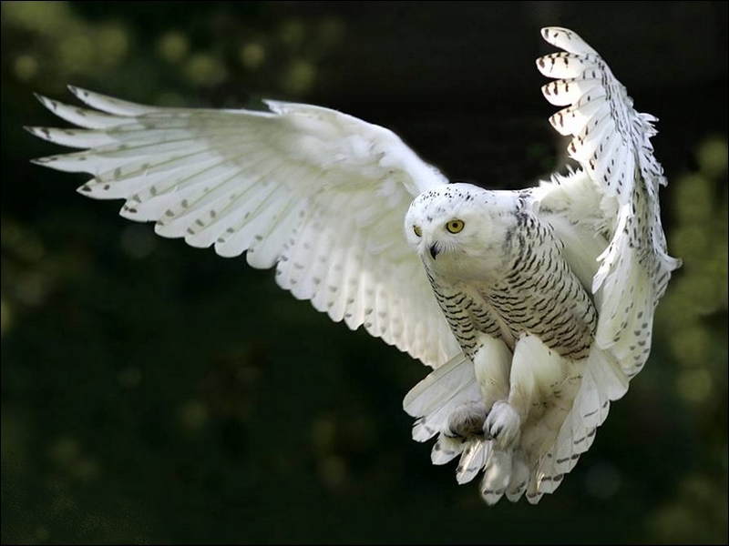 Wallpapers Animals Birds - Owls 