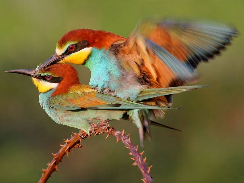 Fonds d'cran Animaux Oiseaux - Divers 