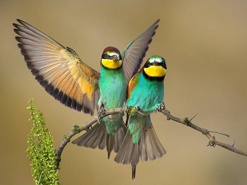 Fonds d'cran Animaux Oiseaux - Divers 