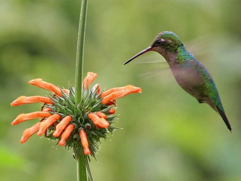 Wallpapers Animals Birds - Hummingbirds 