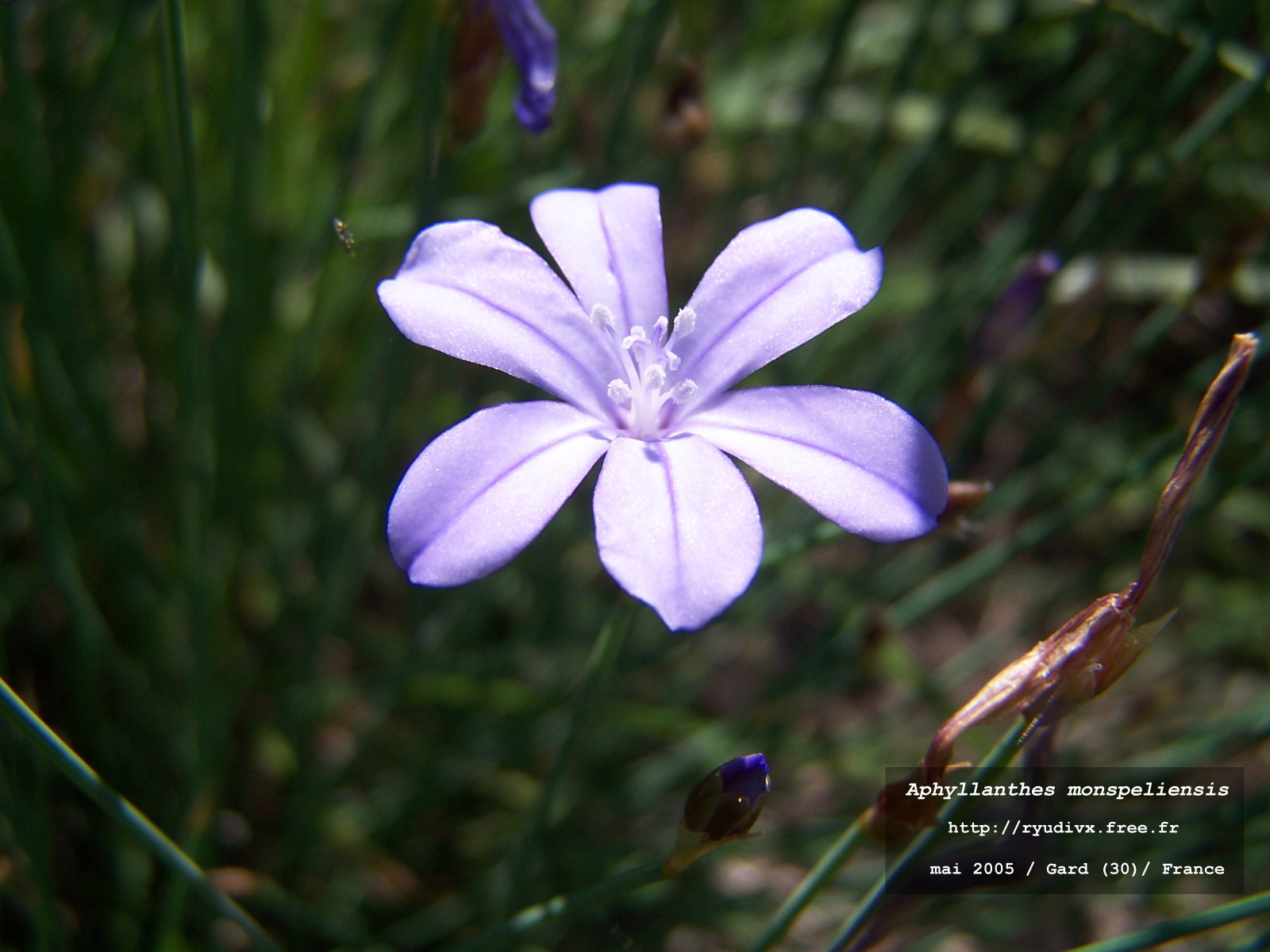 Wallpapers Nature Flowers Aphyllanthe de Montpellier