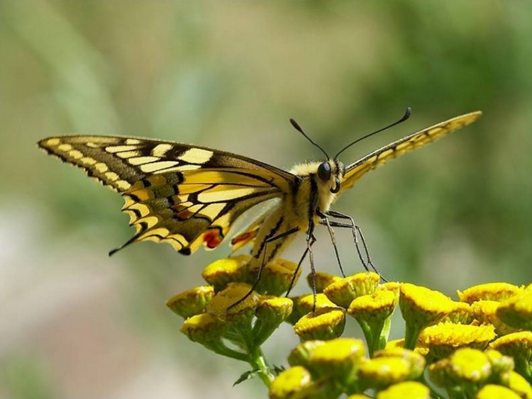 Wallpapers Animals Insects - Butterflies Papillon