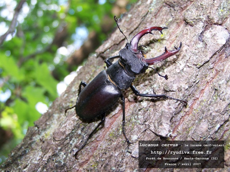 Wallpapers Animals Insects - Lucanas Lucane cerf-volant mle