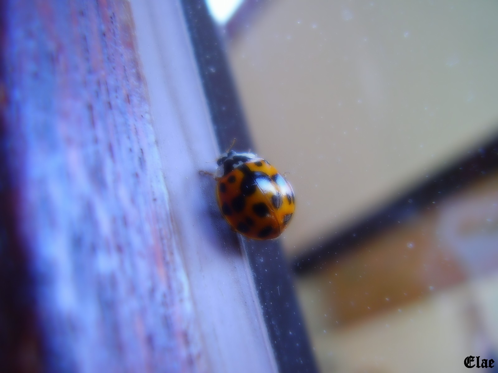 Fonds d'cran Animaux Insectes - Coccinelles Coccinelle