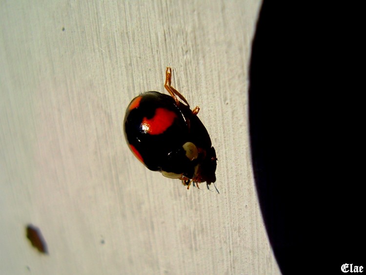 Fonds d'cran Animaux Insectes - Coccinelles Coccinelle